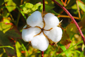Why should you use organic cotton for your baby? - Block Hop India